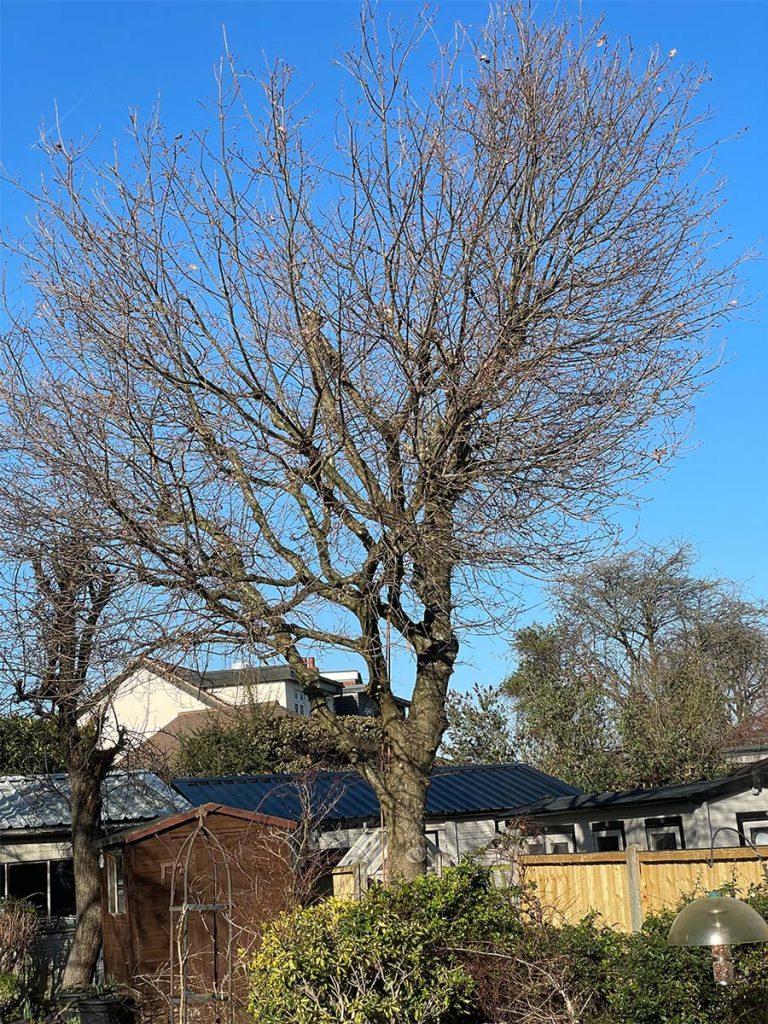 A tree in winter before pruning