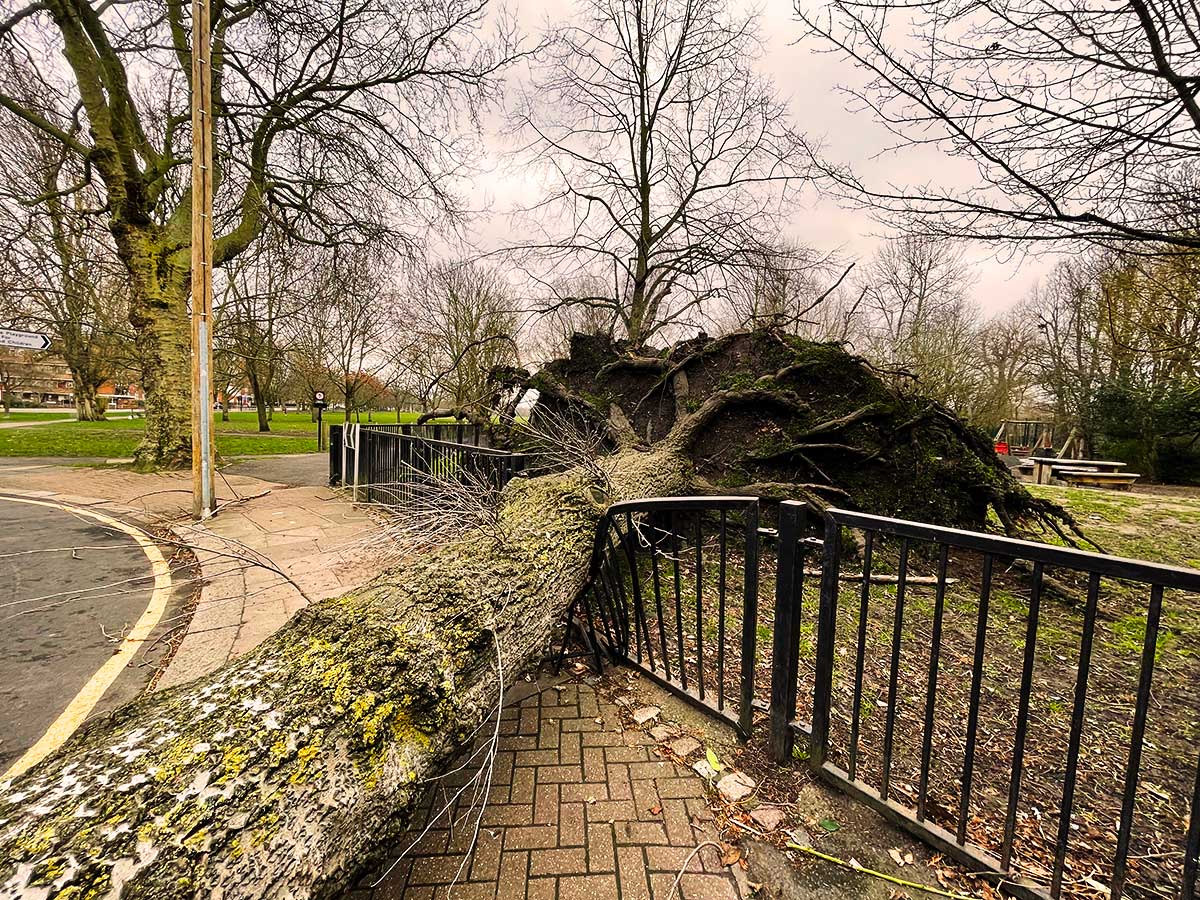 AA Tree Surgery - A tree fallen after a storm in North London